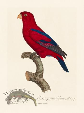 Barraband Parrot 097